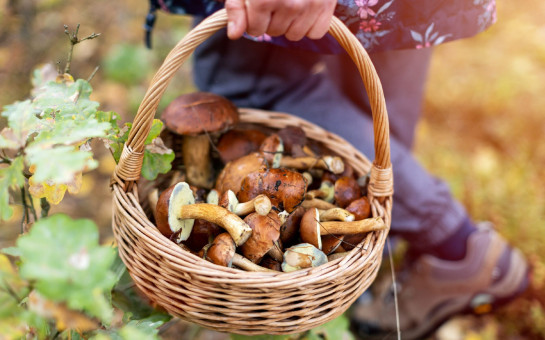 Правила поведения в лесу при сборе грибов